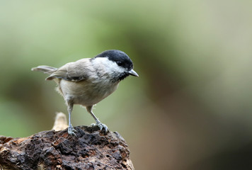 Little Marsh tit on a log