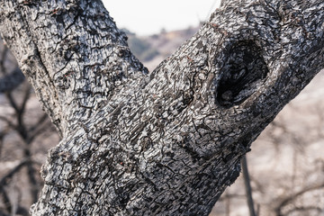 Burned landscape along Highway 150 near Lake Casitas. Aftermath of Thomas Fire.