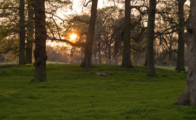 orchard at dusk