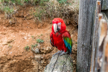 Red macaw parrot (Amazon).

