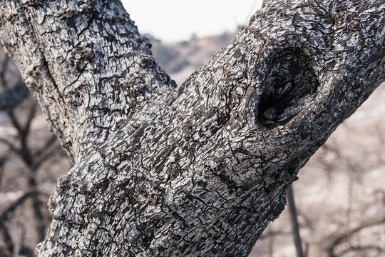 Burned landscape along Highway 150 near Lake Casitas. Aftermath of Thomas Fire.