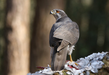 Female Goshawk with prey