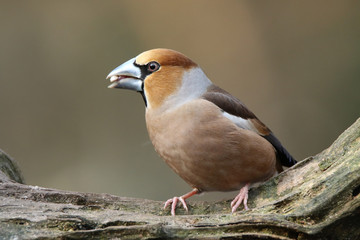 Beautiful male hawfinch in the forest