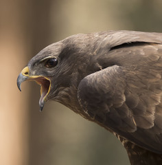 Portrait of a buzzard