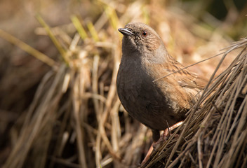 Little Dunnock close up