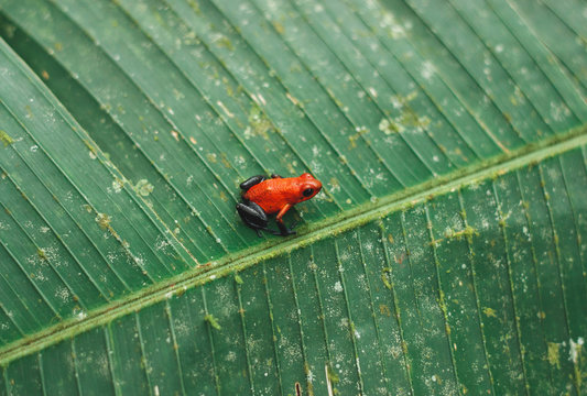 Strawberry Poison Dart Frog