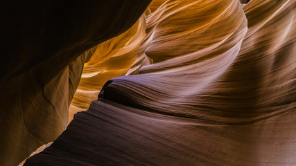 antelope