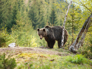 Eurasian brown bear - Ursus actor actor - near birch tree