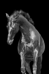 Black and white image of a horse on a black background