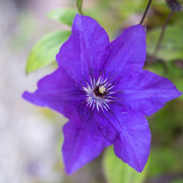 Purple Clematis 