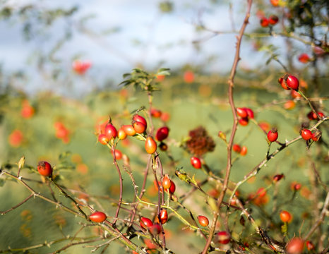 Rose hips growing in a hedgerow in the autumn. Worcestershire England