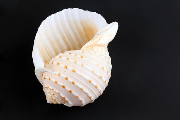 White seashell and black background
