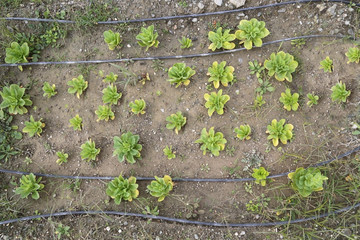 Fresh organic lettuces look very healthy