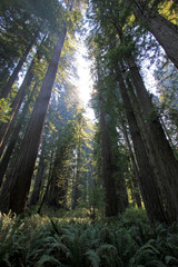 Under the redwood trees in the Redwood Natianol Park, northern California, USA, back light photography