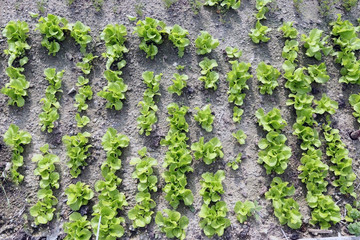 Fresh organic lettuces look very healthy