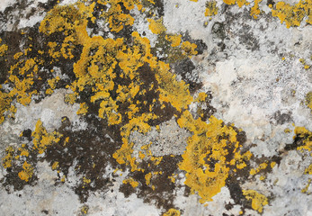 Pxere, a kind of stone moss