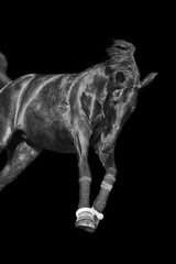 Black and white image of a galloping horse on a black background