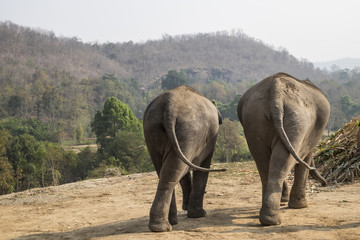 Obraz premium Two elephants at Sanctuary near Chiang Mai Thailand