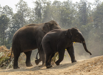 Mother and baby elephant at Elephant Sanctuary near Chiang Mai Thailand