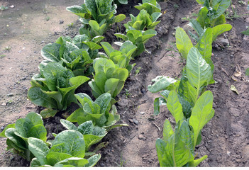 Fresh organic lettuces look very healthy