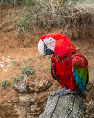 Red macaw parrot (Amazon).

