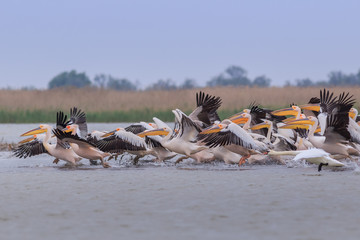 white pelicans (pelecanus onocrotalus)