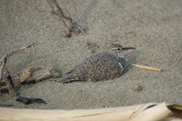 Bird nesting in the sand