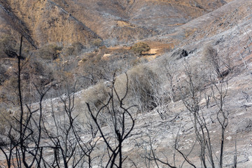 Landscape damaged by the Thomas Fire along the Pratt Trail in Ojai, California