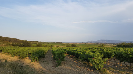 Naklejka premium French vineyard 