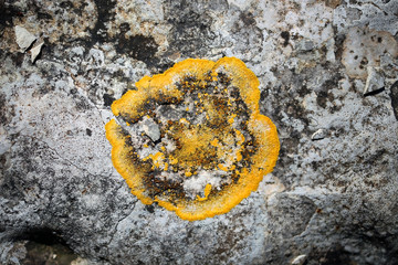 Pxere, a kind of stone moss