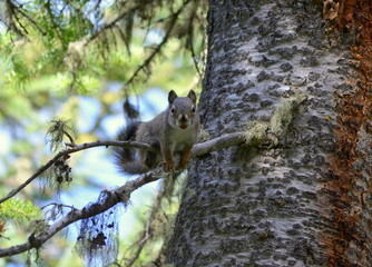 squirrel in tree