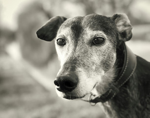 Lurcher Portrait
