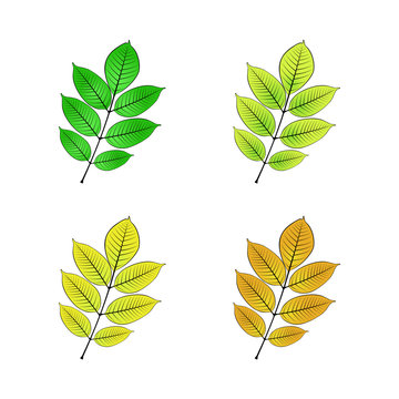 color variations vector illustration of ash leaf