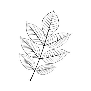 black and white vector illustration of ash leaf 