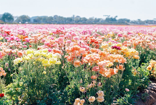 Colorful flowers in field