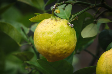 Lemon
