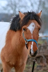 Fototapeta premium Portrait of shetland pony with ginger (red) hair, white spot on forehead and black mane with blue halter