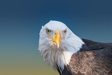 Bald Eagle Closeup