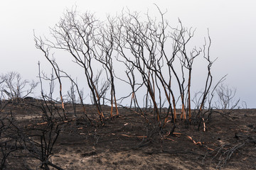 Manzanita trees damaged by the Thomas Fire along Highway 33 in Ojai, California