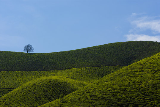 Tea Hills near Munnar