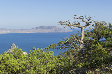 Dead relic pine on a mountain slope above the sea.