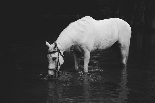 B&H HORSE