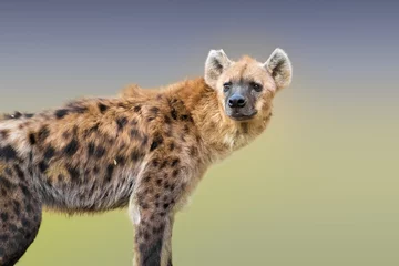 Printed kitchen splashbacks Hyena Spotted hyena