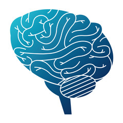 brain human isolated icon