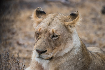 Lioness portrait close up