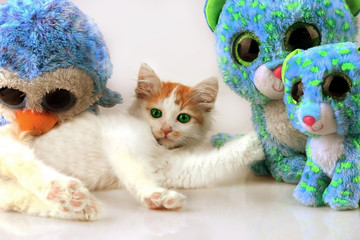 Sweet cat and his friends