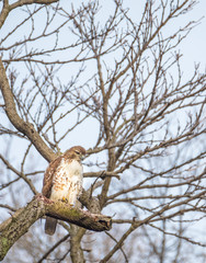 Pale Male, Red Tailed Hawk, Central Park, NYC