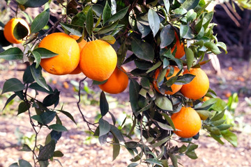 Fresh organic oranges from Mediterranean region
