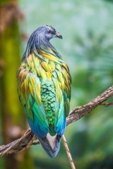 Nicobar pigeon