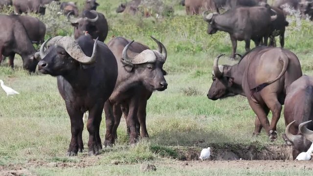 Buffalo grazing in Lake Nakuru National Conservation Area, Kenya